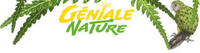 Logo de Géniale Nature sortant des fougères