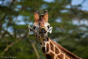 Girafe de Rothschild, Kenya, Afrique