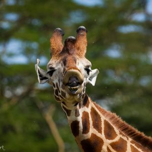 Girafe de Rothschild, Kenya, Afrique