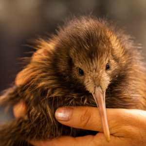 Kiwi de Mantell, Nouvelle-Zélande