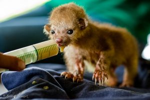Bébé Kinkajou au Costa Rica. En grandissant il devient super mignon.