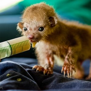 Bébé Kinkajou au Costa Rica. En grandissant il devient super mignon.