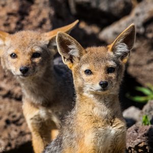 Chacals, Kenya