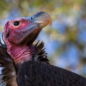 Vautour oricou en Namibie : son boulot est important, c'est lui qui ouvre les carcasses pour les autres vautours