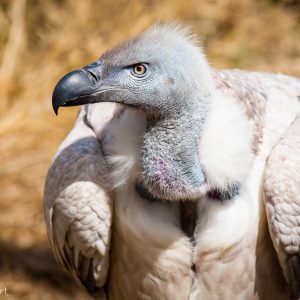 Vautour griffon du Cap, Namibie : il s'apppelait Nelson. Intelligent et doux, une belle rencontre