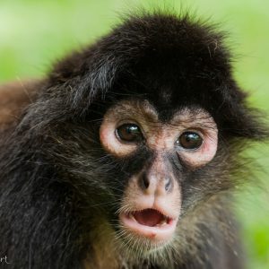 Atèle de Geoffroy, Costa Rica