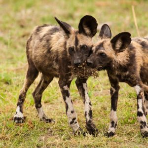 Jeunes Lycaons, Botswana : rares, mal aimés et menacés, mais la plus jolie des vie de famille