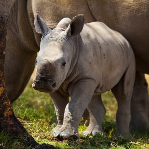 Rhinocéros blanc, Kenya