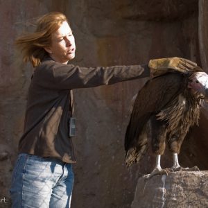 Maria Diekmann et Vautour oricou REST Namibie