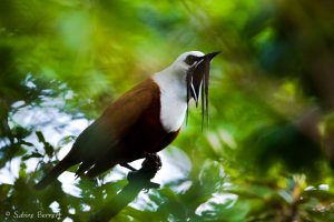 Araponga tricaronculé au Costa Riva : un oiseau bizarre mais intéressant, rare et menacé, on entend son appel des kilomètres à la ronde
