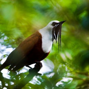 Araponga tricaronculé au Costa Riva : un oiseau bizarre mais intéressant, rare et menacé, on entend son appel des kilomètres à la ronde