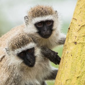 Vervets, Kenya