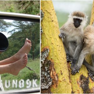 Comment intéresser des singes vervets, au Kenya