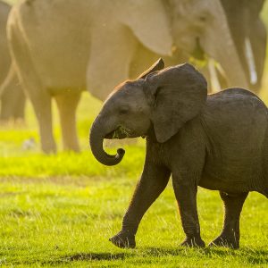 Elephanteau de savane au parc national Amboseli, Kenya