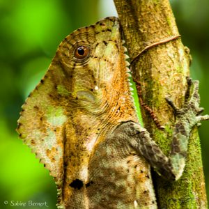 Iguane casqué au Costa Rica, incroyablement mimétique