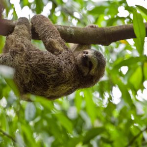 Paresseux à trois doigts, Costa Rica