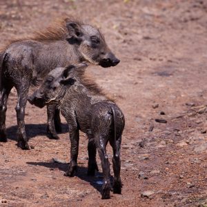 Des bébés phacochères, Kenya