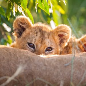 Lionceaux, Kenya