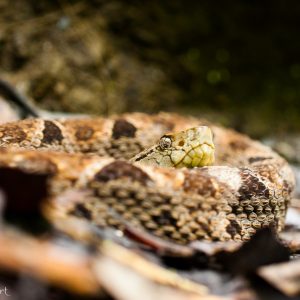 Fer de lance au Costa Rica. Très beau serpent... mais ne pas s'approcher !