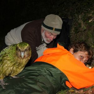 Sirocco le Kakapo joue au trampoline, à Maud Island, Nouvelle-Z