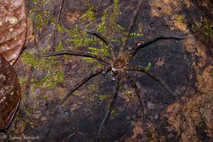 Araignée Dolomedes au Costa Rica, elle se promène sur l'eau et sous l'eau !