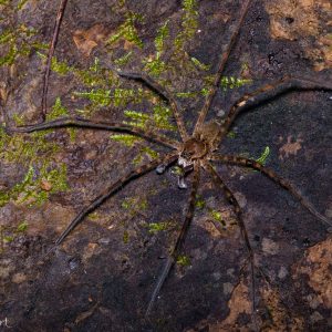 Araignée Dolomedes au Costa Rica, elle se promène sur l'eau et sous l'eau !