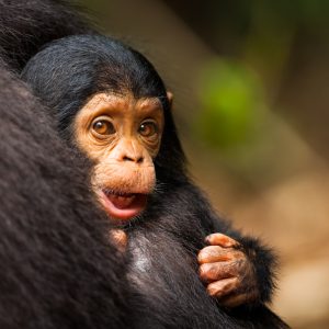 Chimpanze sauvage dans la foret de Mahale, Tanzanie