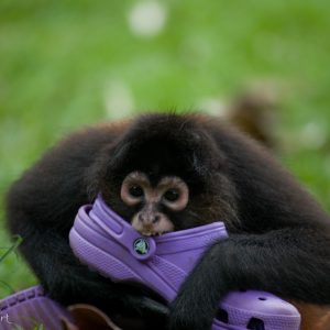 Atèle de Geoffroy voleur, Costa Rica