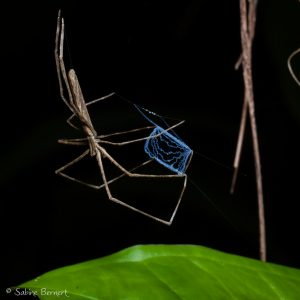 Araignée Deinopis longipes au Costa Rica : elle pêche au filet !