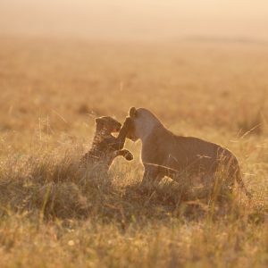 Lionceaux, Kenya