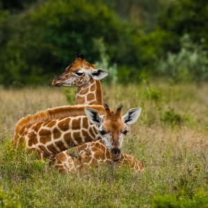 Girafons de Rotschild, Kenya