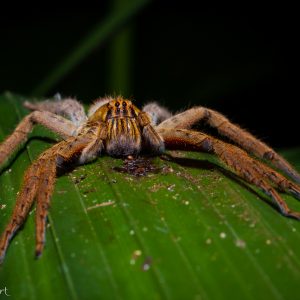 Une araignée Phoneutria : belle... de loin !