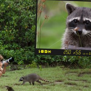 Au Costa Rica, relâche d'un raton-laveur avec Kids Saving the R