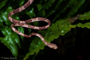 Serpent des arbres à tête tronquée au Costa Rica : rigolo non ?