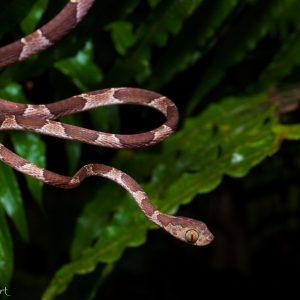 Serpent des arbres à tête tronquée au Costa Rica : rigolo non ?