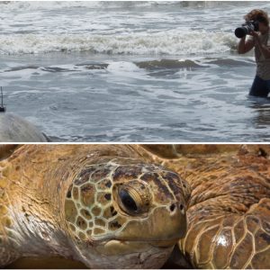 Départ d'une tortue verte dotée d'un radio-émetteur, avec Sea