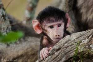 Bébé babouin en Tanzanie : il deviendra un peu plus mignon très vite !