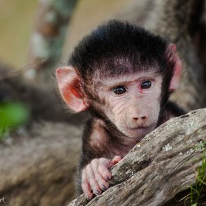 Bébé babouin en Tanzanie : il deviendra un peu plus mignon très vite !