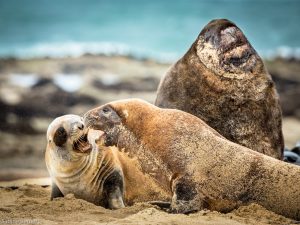 Lions de mer, Nouvelle-Zélande