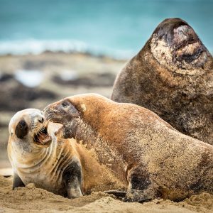 Lions de mer, Nouvelle-Zélande