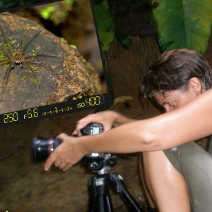 Au Costa Rica avec l'étrange araignée semi-aquatique Dolomedes