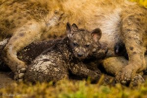 Bébé hyène au Kenya : mignon quand c'est petit non ?