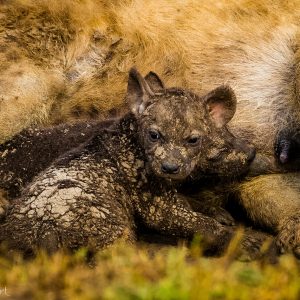 Bébé hyène au Kenya : mignon quand c'est petit non ?