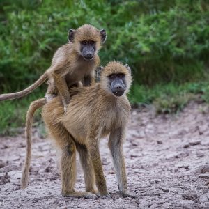 Babouins jaunes, Tanzanie