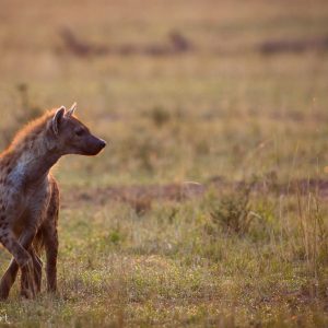 Hyène un peu plus âgée au Kenya : indispensable pour l'équilibre de la savane