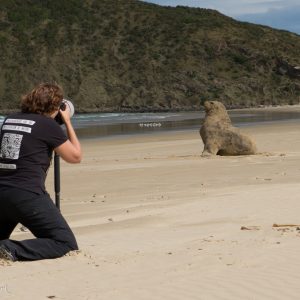 Lion de mer attentif, Nouvelle-Zélande