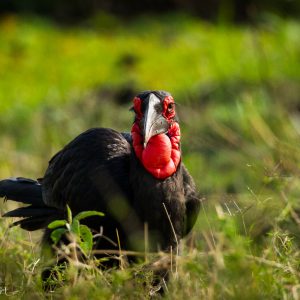 Calao terrestre, Kenya : drôle de tête non ?