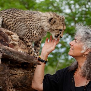 Dr Laurie Marker, Cheetah Conservation Fund, Namibie