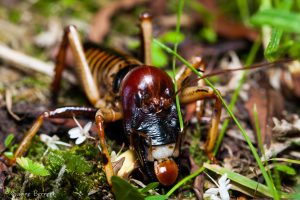 Weta en Nouvelle-Zélande : on dirait un masque africain...