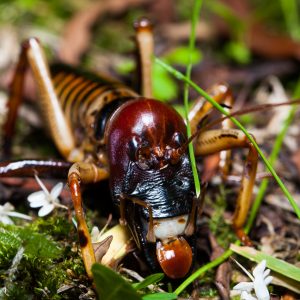 Weta en Nouvelle-Zélande : on dirait un masque africain...